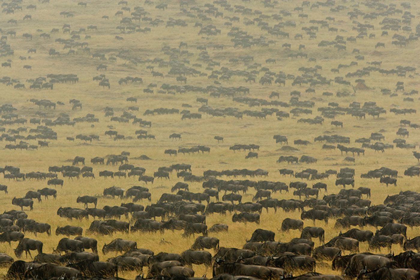 Great Migration Tanzania