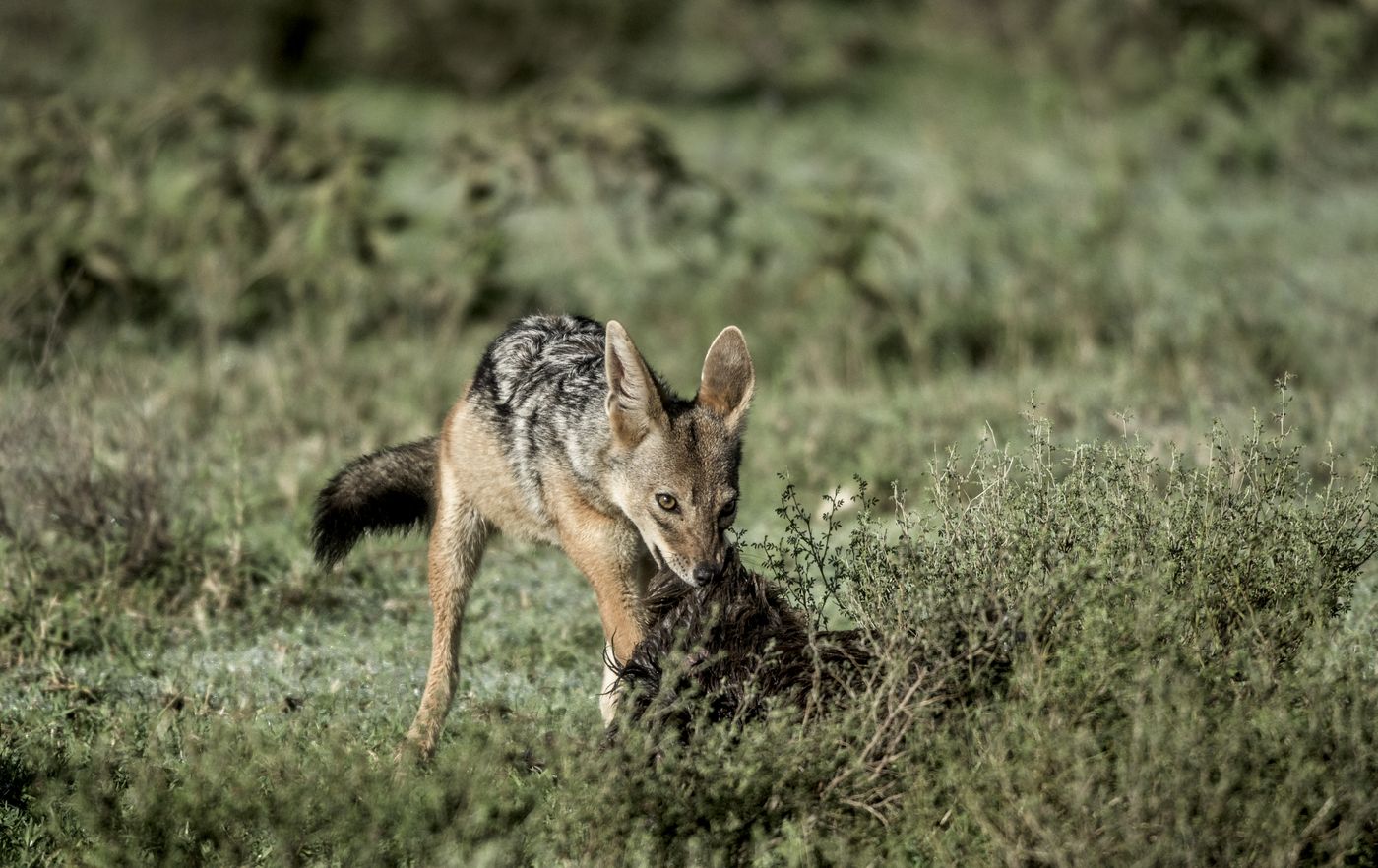 Serengeti National Park